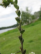 IMG_3960