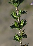 IMG_9418