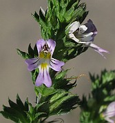 IMG_9419