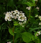 IMG_0184