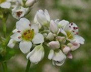 IMG_0187b