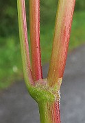 IMG_0200