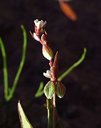 IMG_3907
