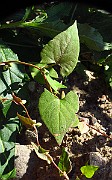 IMG_3910