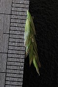 IMG_9061