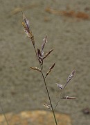 IMG_6740