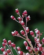 IMG_2980