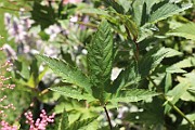 IMG_5744