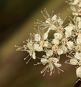 IMG_0498