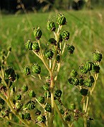 IMG_4471