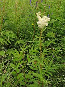IMG_6320
