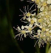 IMG_6374