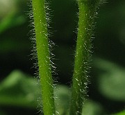 IMG_6883