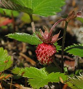 IMG_6878b