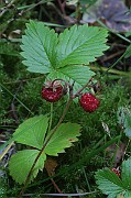 IMG_7393