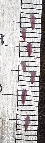 IMG_2920.JPG