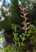 IMG_2909