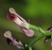 IMG_3718