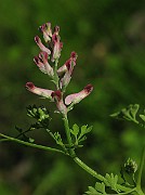 IMG_3719