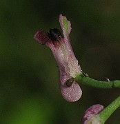 IMG_3722