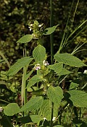 IMG_0958