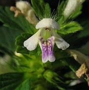 IMG_3505