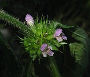 IMG_5558