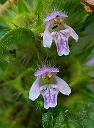 IMG_5799