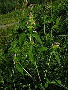 IMG_6115
