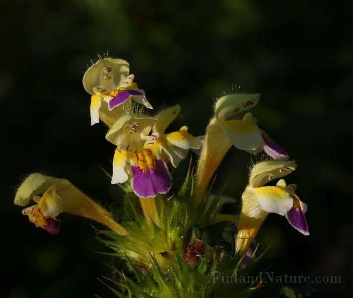 IMG_5881.JPG