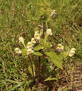 IMG_0460