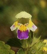 IMG_0462