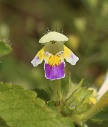 IMG_0466