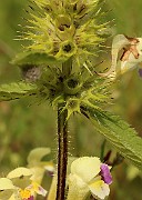 IMG_0468
