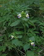 IMG_2566