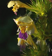 IMG_5875