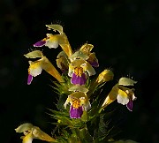 IMG_5882