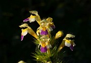 IMG_5884