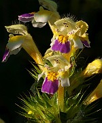 IMG_5885