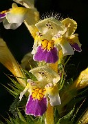 IMG_5887