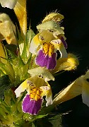 IMG_5888c
