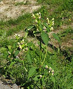 IMG_7984