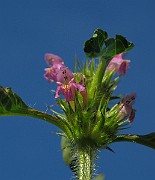 IMG_8018