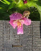 IMG_8020