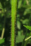 IMG_8023