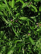 IMG_8026