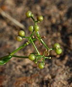 IMG_1530
