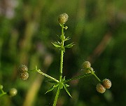 IMG_6117
