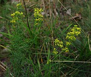 IMG_0771