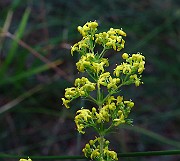IMG_0776